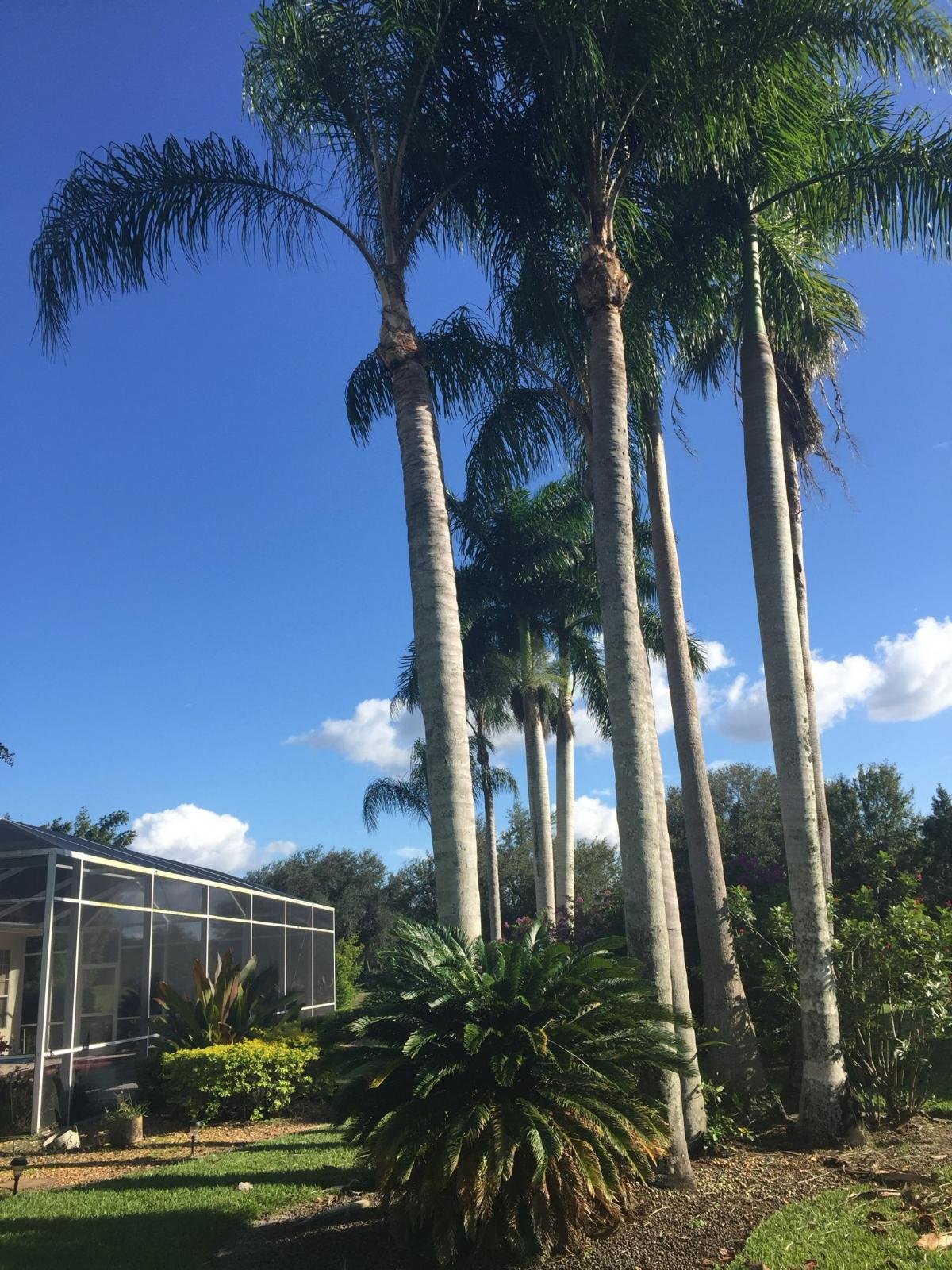 Franco’s Lawn And Care (7)