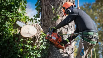 Man-safety-harnesses-cuts-tree